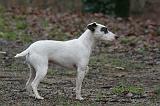 PARSON RUSSEL TERRIER 223